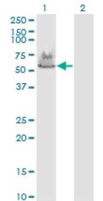 Western Blot: ATP6V1A Antibody (4F5) [H00000523-M02]