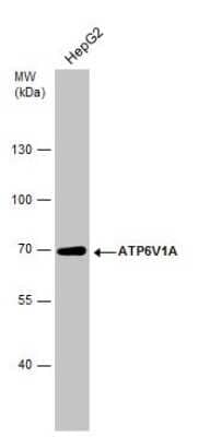 Western Blot: ATP6V1A Antibody (GT1561) [NBP3-13542]