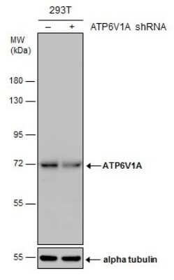 Western Blot: ATP6V1A Antibody (GT1561) [NBP3-13542]