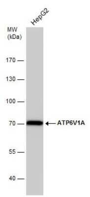 Western Blot: ATP6V1A Antibody (GT3846) [NBP3-13540]