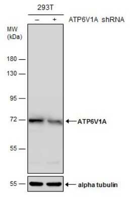 Western Blot: ATP6V1A Antibody (GT3846) [NBP3-13540]