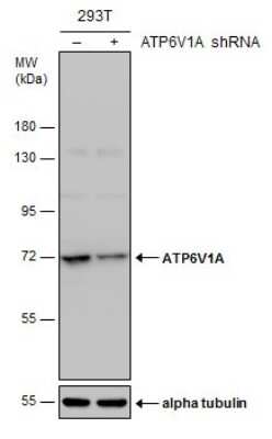 Western Blot: ATP6V1A Antibody (GT811) [NBP3-13541]