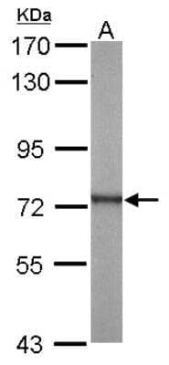 Western Blot: ATP6V1A Antibody [NBP1-33021]