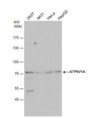 Western Blot: ATP6V1A Antibody [NBP1-33021]