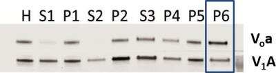 Western Blot: ATP6V1A Antibody [NBP1-33021]