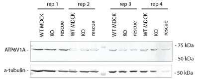 Western Blot: ATP6V1A Antibody [NBP2-55164]