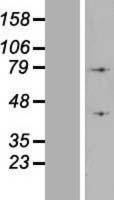 Western Blot: ATP6V1A Overexpression Lysate [NBL1-07837]