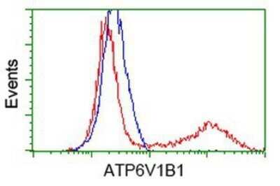 Flow Cytometry: ATP6V1B1 Antibody (OTI1H6) - Azide and BSA Free [NBP2-70237]