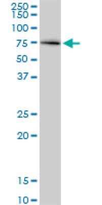 Western Blot: ATP6V1B2 Antibody (2A5) [H00000526-M05]
