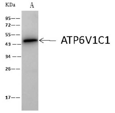 Immunoprecipitation: ATP6V1C1 Antibody [NBP2-99458]