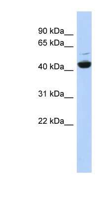 Western Blot: ATP6V1C1 Antibody [NBP1-54902]