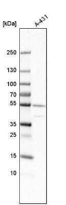 Western Blot: ATP6V1C1 Antibody [NBP1-88891]