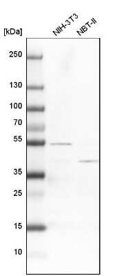 Western Blot: ATP6V1C1 Antibody [NBP1-88891]