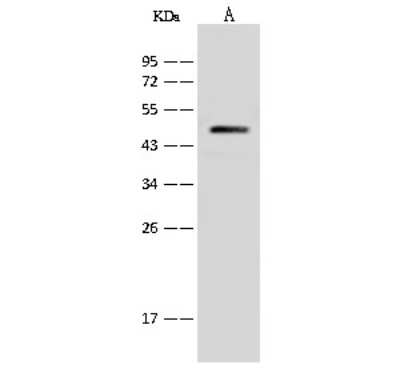 Western Blot: ATP6V1C1 Antibody [NBP2-99458]