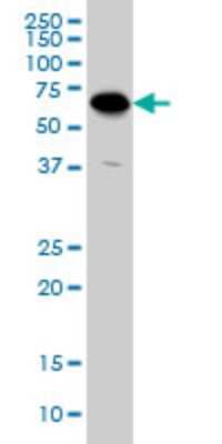 Western Blot: ATP6V1C2 Antibody (3D5) [H00245973-M01]