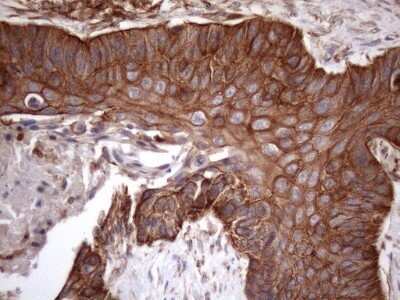 Immunohistochemistry: ATP6V1C2 Antibody (OTI8H4) - Azide and BSA Free [NBP2-72465]