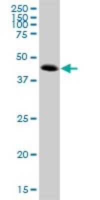 Western Blot: ATP6V1C2 Antibody [H00245973-B01P]