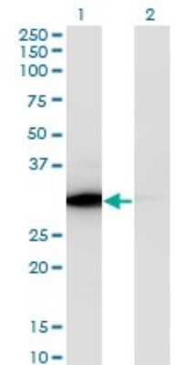 Western Blot: ATP6V1E1 Antibody (4E11) [H00000529-M02]