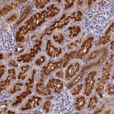 Immunohistochemistry-Paraffin: ATP6V1E1 Antibody [NBP2-14335]