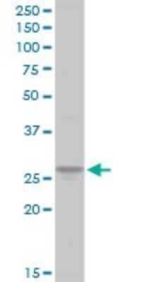Western Blot: ATP6V1E1 Antibody [H00000529-D01P]