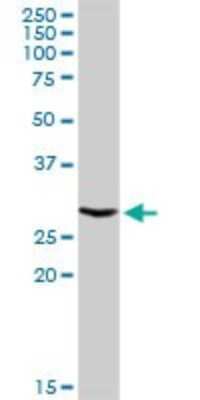 Western Blot: ATP6V1E1 Antibody [H00000529-D01P]