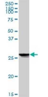 Western Blot: ATP6V1E1 Antibody [H00000529-D01P]