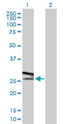 Western Blot: ATP6V1E1 Antibody [H00000529-D01P]