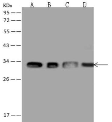 Western Blot: ATP6V1E1 Antibody [NBP3-06402]