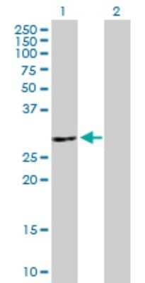 Western Blot: ATP6V1E2 Antibody [H00090423-B01P]