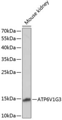 Western Blot: ATP6V1G3 AntibodyAzide and BSA Free [NBP2-92742]