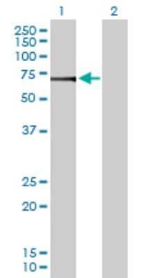 Western Blot: ATP6V1H Antibody [H00051606-D01P]