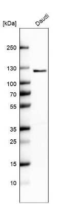 Western Blot: ATP8A1 Antibody [NBP2-30403]