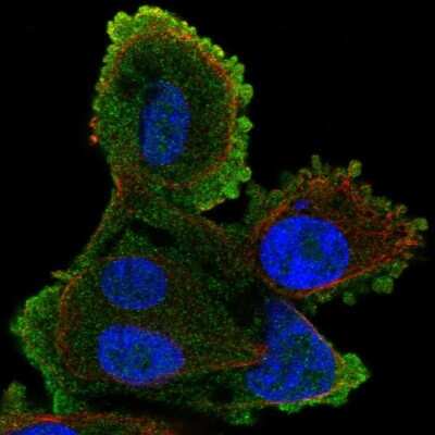 Immunocytochemistry/ Immunofluorescence: ATP8A2 Antibody [NBP2-55197]