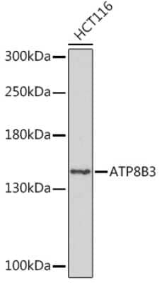 Western Blot: ATP8B3 AntibodyAzide and BSA Free [NBP3-15551]