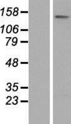 Western Blot: ATP8B3 Overexpression Lysate [NBP2-05627]