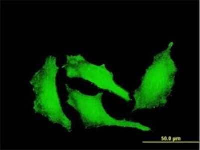 Immunocytochemistry/ Immunofluorescence: ATP9A Antibody (3G2) [H00010079-M02]