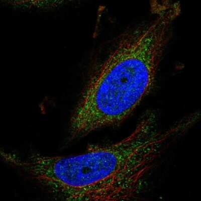 Immunocytochemistry/ Immunofluorescence: ATPAF1 Antibody [NBP2-55035]