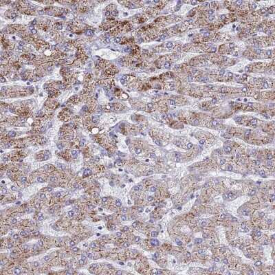 Immunohistochemistry-Paraffin: ATPAF1 Antibody [NBP2-33432]