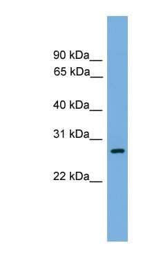 Western Blot: ATPAF1 Antibody [NBP1-56969]