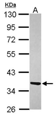 Western Blot: ATPAF1 Antibody [NBP2-15524]