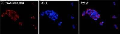 Immunocytochemistry/ Immunofluorescence: ATPB Antibody (4.3E8.D10) [NB600-1171]