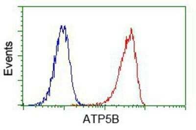 Flow Cytometry: ATPB Antibody (OTI4E5) [NBP2-02249]