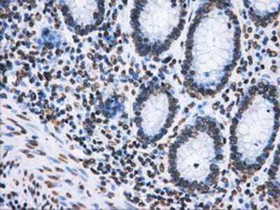 Immunohistochemistry-Paraffin: ATPB Antibody (OTI4E5) [NBP2-02249]