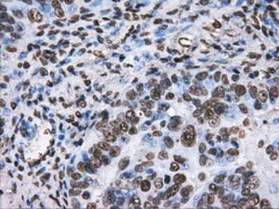 Immunohistochemistry-Paraffin: ATPB Antibody (OTI4E5) [NBP2-02249]