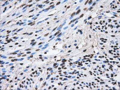 Immunohistochemistry-Paraffin: ATPB Antibody (OTI4E5) [NBP2-02249]