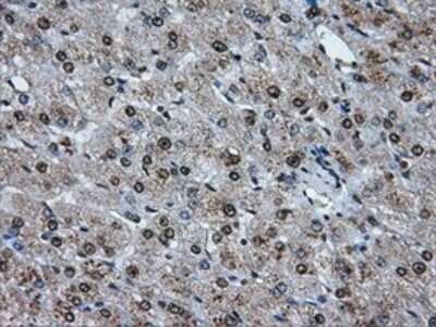 Immunohistochemistry-Paraffin: ATPB Antibody (OTI4E5) [NBP2-02249]