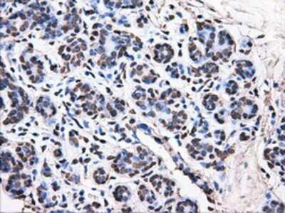 Immunohistochemistry: ATPB Antibody (OTI4E5) - Azide and BSA Free [NBP2-70224]