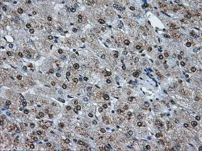 Immunohistochemistry: ATPB Antibody (OTI4E5) - Azide and BSA Free [NBP2-70224]