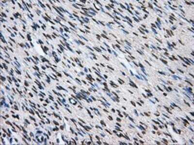 Immunohistochemistry: ATPB Antibody (OTI4E5) - Azide and BSA Free [NBP2-70224]