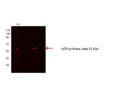 Western Blot: ATPB Antibody [NBP1-54700]